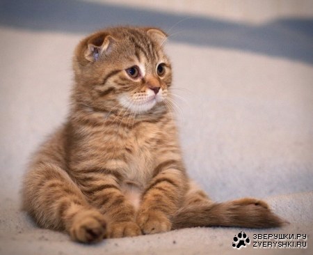 ������� ������� :)