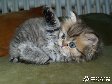 ������� ������� (7 ����������)