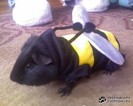 ������ ;)