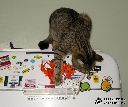 � ����� �������� �� ������������ :)