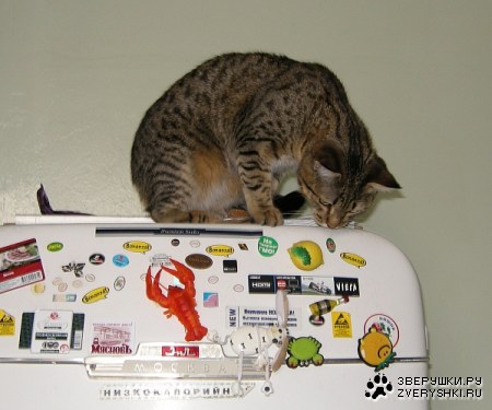 � ����� �������� �� ������������ :)