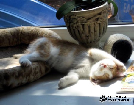 �������� ������ (5 ����)