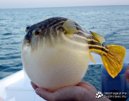 ��������� :)