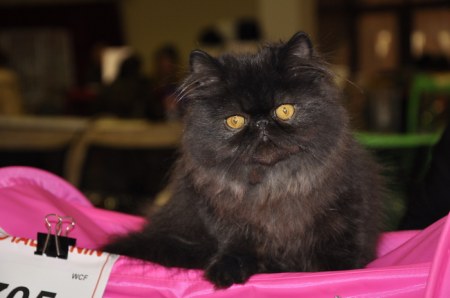 ������������� �������� ����� 2009 (11 ����)