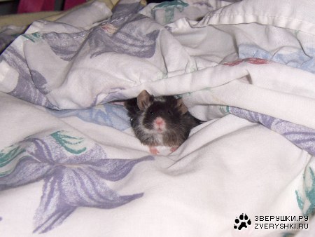 ����� ���������� :)