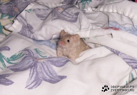 ����� ���������� :)