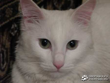 �������� ����� � ��� �������� (6 ����)