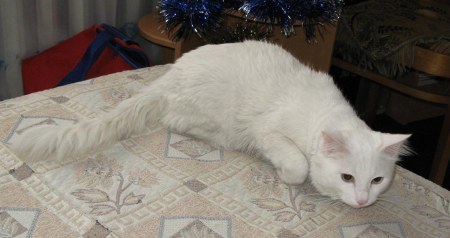 �������� ����� � ��� �������� (6 ����)