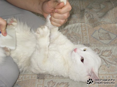 �������� ����� � ��� �������� (6 ����)