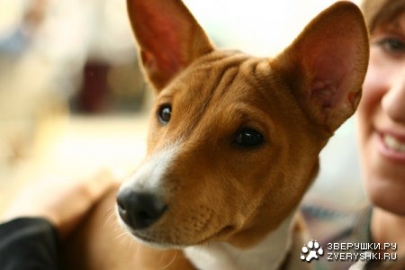 ������� (13 �������������� ��������)