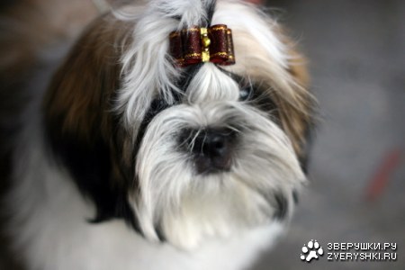 ������� (13 �������������� ��������)