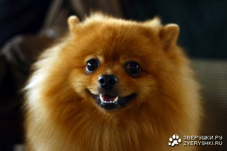 ������� (13 �������������� ��������)