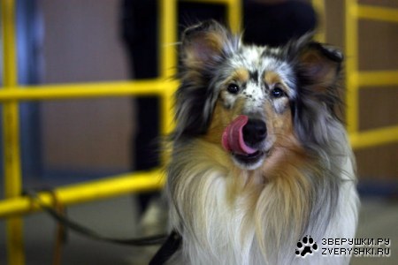 ������� (13 �������������� ��������)