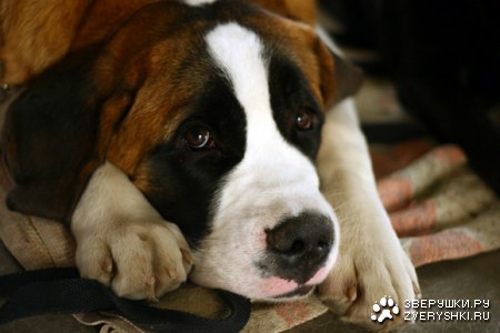 ������� (13 �������������� ��������)