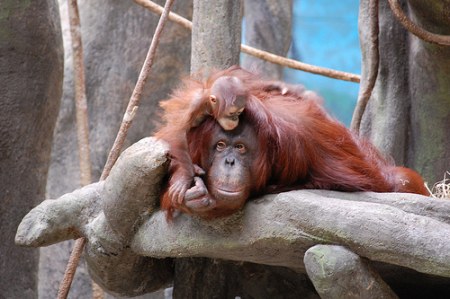 ������� �������� (7 ����)