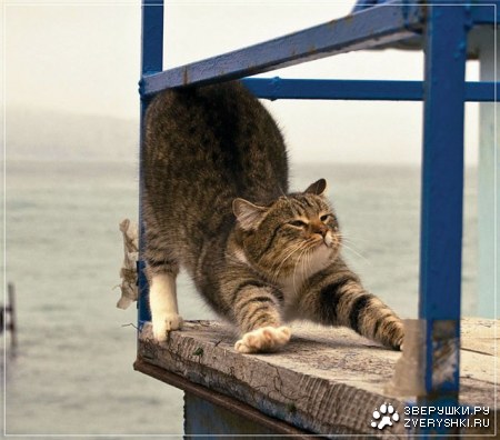 ������� �������� (7 ����)