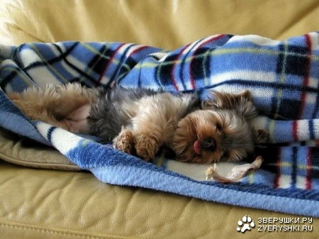 ������� �������� (7 ����)