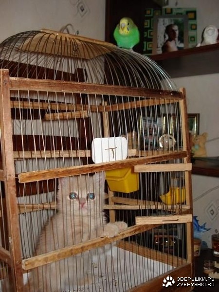 ������ (14 ����������)