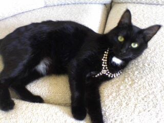 ����������� ���� :)