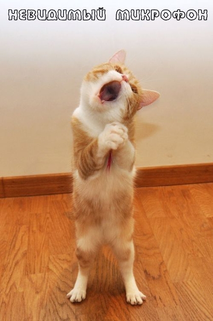 ��������� �������� (11 �������� ����)