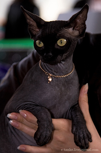 ���������� � �������� ����� (11 ����)