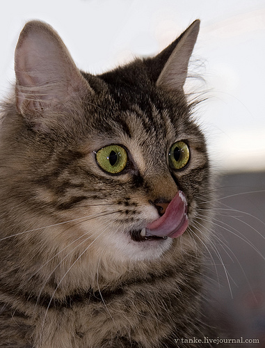 ���������� � �������� ����� (11 ����)