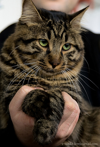 ���������� � �������� ����� (11 ����)