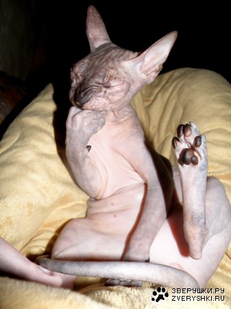 ������ :)