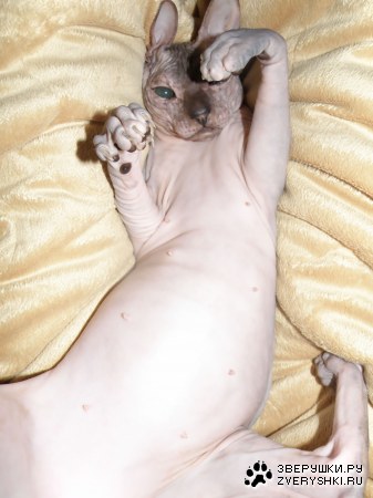 ������ :)