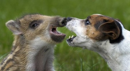 ������ ������ :)