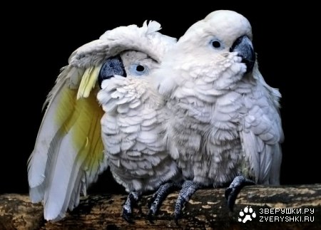 ��� ������ :)