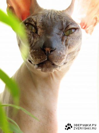 ������ (3 ����)