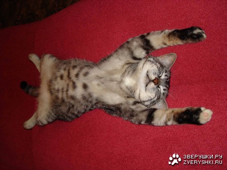 �������������� ����� (7 ����)