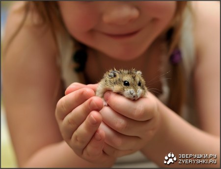 �������� (9 ����������)