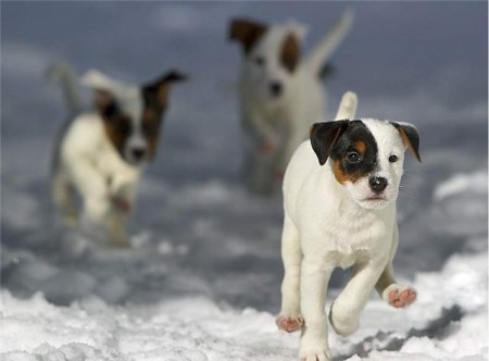 ����� ������ �������� (13 ����)