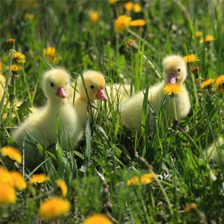 ����� ������ �������� (13 ����)