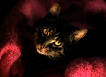 ����� ������ �������� (13 ����)