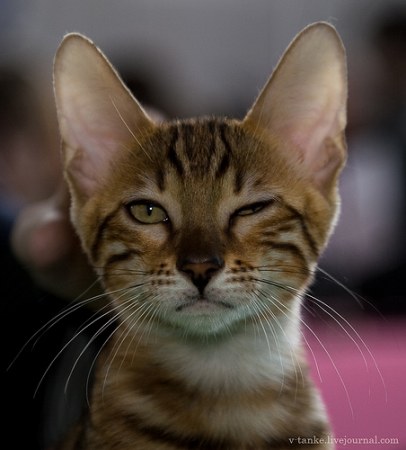 ���������� � �������� ����� (11 ����)