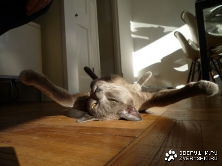 �������� ���������� ;)