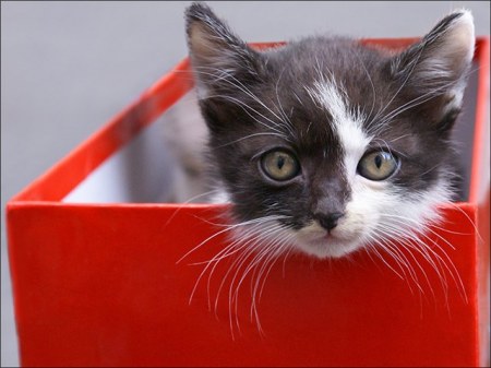 ������ � ������� (9 ����)