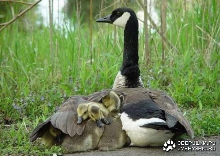 ��� ������� ������! :)