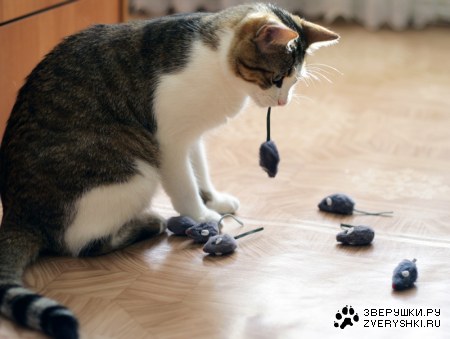 ������ � ��� ���� :)