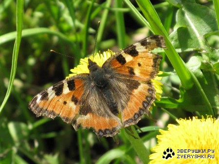 ����� ��������� :)