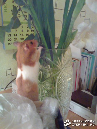 ������� ������� :)