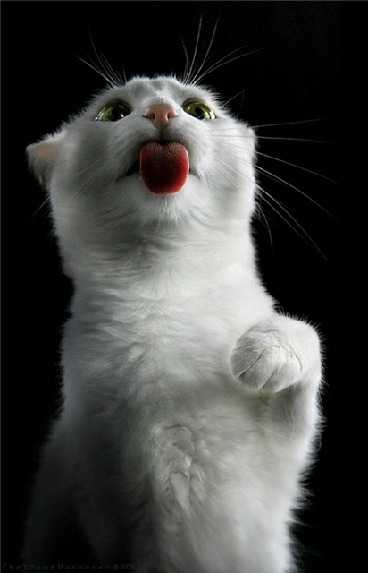 ���������� �������� (14 ����)