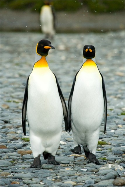 ���������� �������� (17 ����)