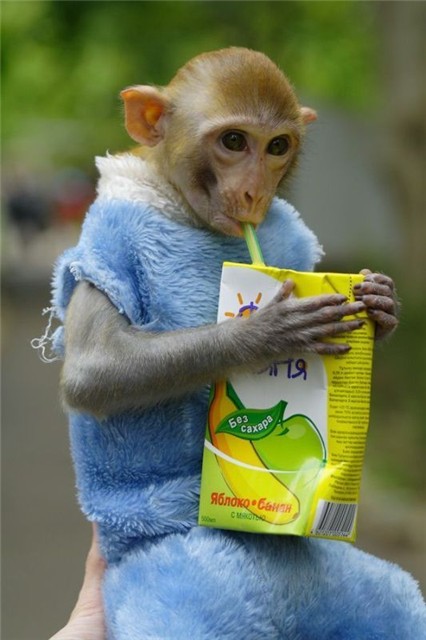 ���������� �������� (17 ����)