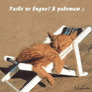 Деловой кот ;) Деловой кот ;)