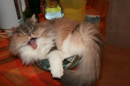 ����� � ���������� (5 ����)