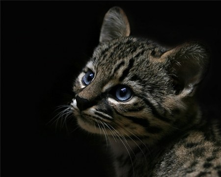 ���������� �������� (14 ����)